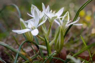 Bahar Çiçeklerinin Güzel Beyaz Çiçekleri