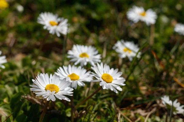 Beautiful Daisies Grass Spring Blossom — Stock Photo, Image