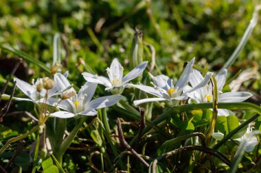 Bahar Çiçeklerinin Güzel Yabani Çiçekleri