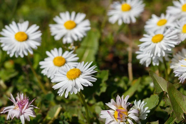 Beautiful Daisies Grass Spring Blossom — Stock Photo, Image