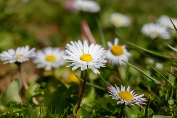 Beautiful Daisies Grass Spring Blossom — Stock Photo, Image