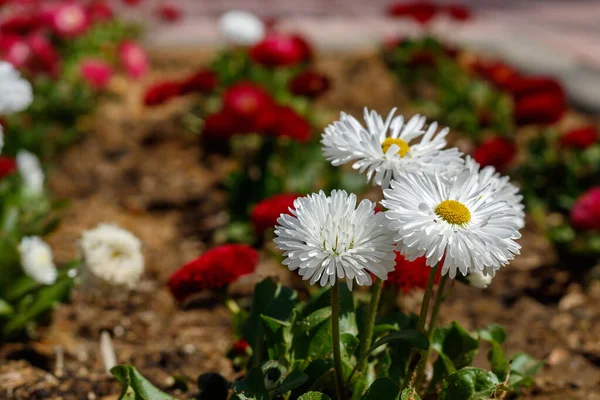 Beautiful White Flowers Spring Blossom — Stock Photo, Image