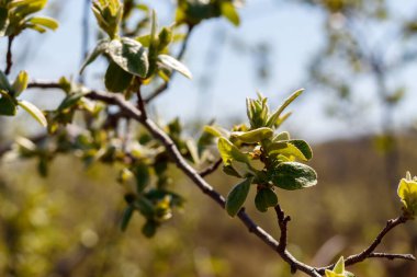Ayva Ağacı Bahar Çiçeği Kapanışı