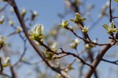 Ayva Ağacı Bahar Çiçeği Kapanışı