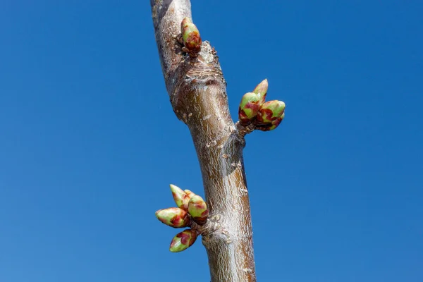 Cerisier Doux Printemps Fleur Gros Plan — Photo