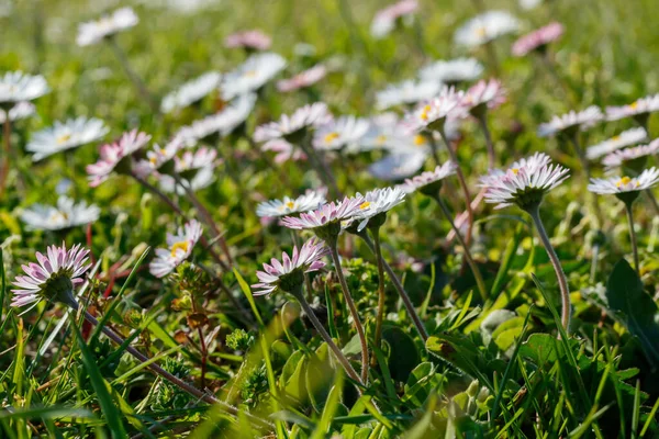 Beautiful Daisies Grass Spring Blossom — Stock Photo, Image