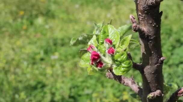Jabłoń Wiosennym Kwiecie — Wideo stockowe