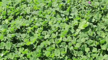 Rüzgar Sallayan Yonca Alanı Yaklaş