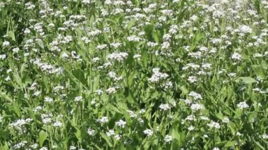 Bahar Çiçeklerinin Güzel Yabani Çiçekleri