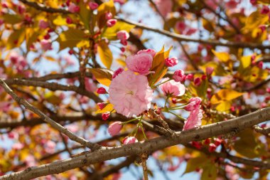 Bahar Çiçeğinde Japon Kirazı Yaklaş