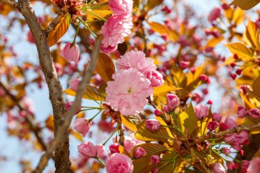 Bahar Çiçeğinde Japon Kirazı Yaklaş