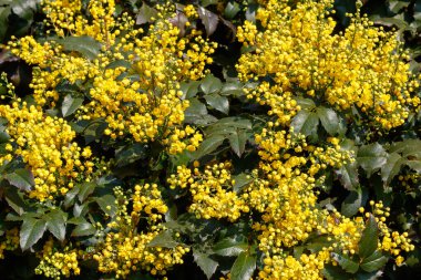 Mimosa Ağaç Dalları İlkbaharda çiçek açtı