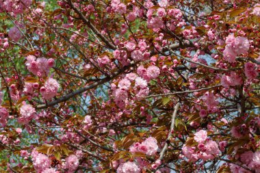 Bahar Çiçeğinde Japon Kirazı Yaklaş