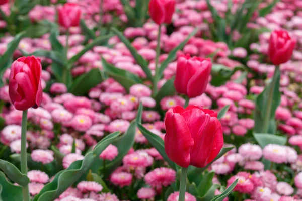 Tulipes Rouges Dans Champ Gros Plan — Photo