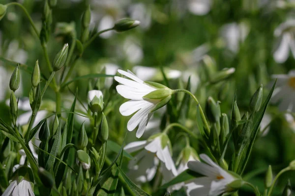 春花中的美丽白花 — 图库照片
