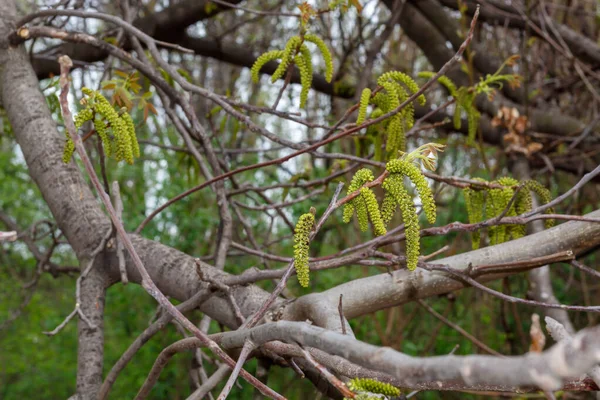 Ceviz Ağacı Bahar Çiçeği Yakın Plan — Stok fotoğraf