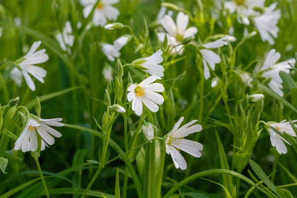 Beautiful White Flowers Spring Blossom — Stock Photo, Image