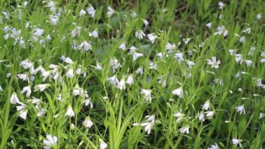  Bahar Çiçeklerinin Güzel Beyaz Çiçekleri