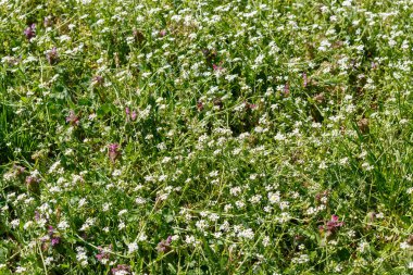  Bahar Çiçeklerinin Güzel Yabani Çiçekleri