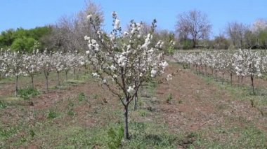 Genç Kiraz Ağacı Bahar Çiçeği