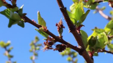 Küçük meyveli kayısı dalı