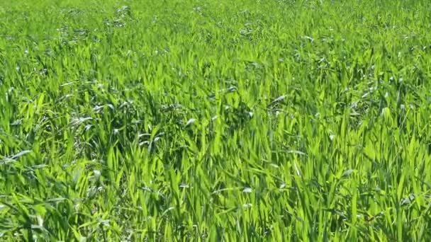 Пшеничне Поле Ранньому Весняному Часі — стокове відео