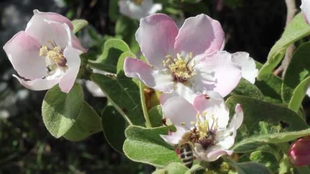 Quince Lente Bloesem Close — Stockvideo