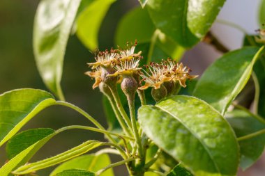 Şubede Küçük Armutlar Oluşturdu