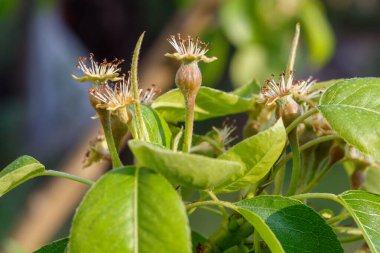 Şubede Küçük Armutlar Oluşturdu