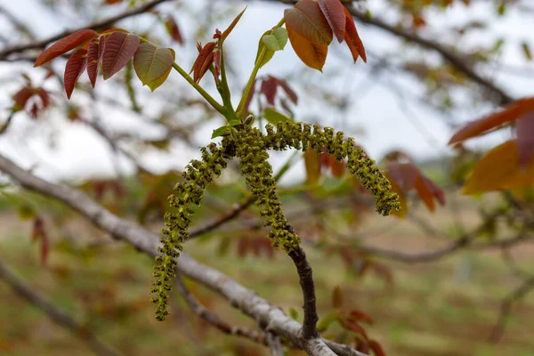 Καρύδι Άνοιξη Blossom Κοντινό Πλάνο — Φωτογραφία Αρχείου