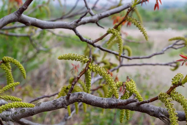 Καρύδι Άνοιξη Blossom Κοντινό Πλάνο — Φωτογραφία Αρχείου