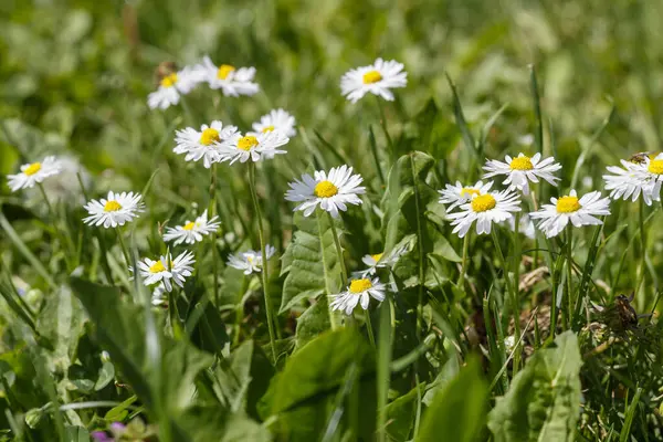 Beautiful Daisies Grass Spring Blossom — Stock Photo, Image