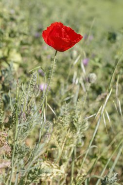 Güzel kırmızı çiçek tarlada