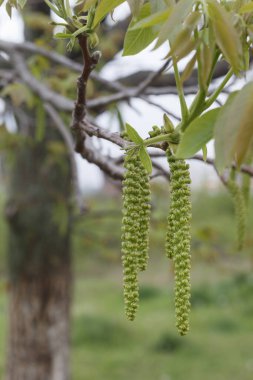 Ceviz Bahar Çiçeği Yakın plan