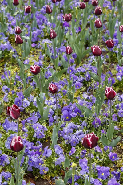 Tulipas Vermelhas Flor Primavera — Fotografia de Stock