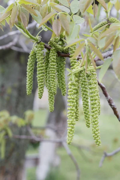 Nuez Primavera Flor Primer Plano — Foto de Stock