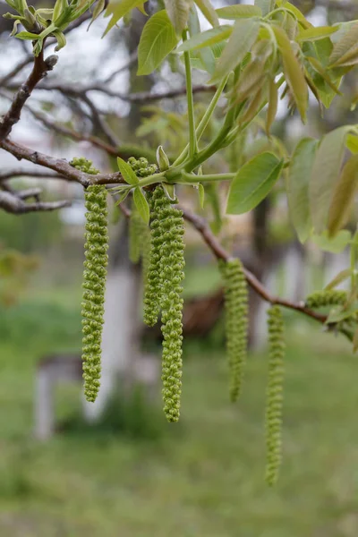 Walnut Spring Blossom Close — Stock Photo, Image