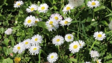 Çimenlerdeki güzel papatyalar. Bahar Çiçeği