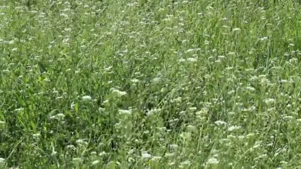 Flores Selvagens Bonitas Spring Blossom — Vídeo de Stock