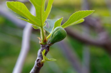 The Branch Close Up 'ta Küçük İncir Meyveleri