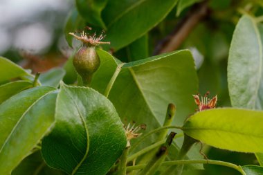 Şubede Küçük Armutlar Oluşturdu