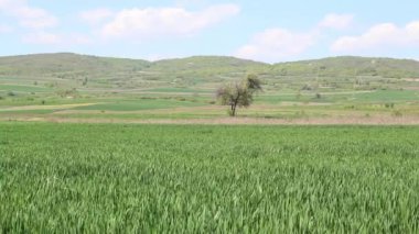 Arka planda Buğday Tarlalı, Ağaç ve Tepeli Manzara