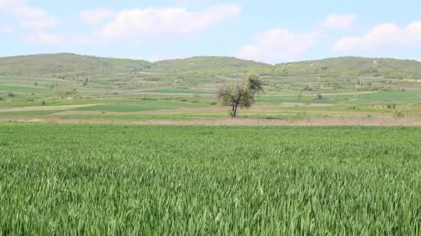 Landschaft Mit Weizenfeldern Baum Und Hügeln Hintergrund — Stockvideo