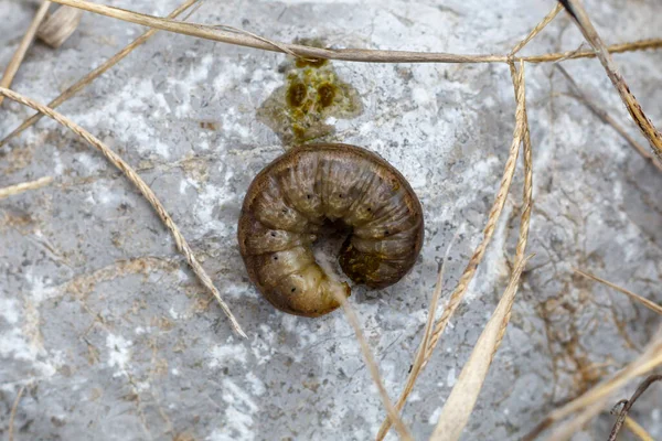 The larvae of the May beetle Common Cockchafer or May Bug