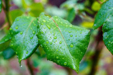 Su Damlalı Gül Yaprağı Yaklaş