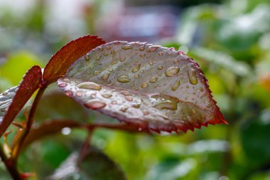 Su Damlalı Gül Yaprağı Yaklaş