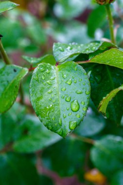 Su Damlalı Gül Yaprağı Yaklaş