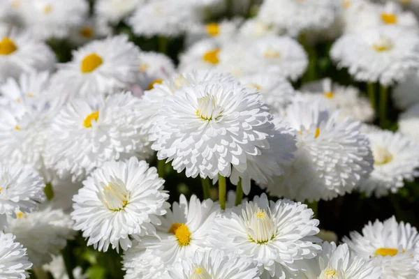 Background Image Created Daisies Spring Blossom — Stock Photo, Image