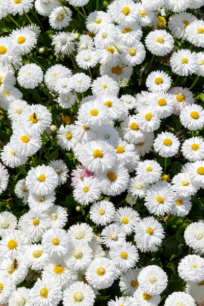 Background Image Created Daisies Spring Blossom — Stock Photo, Image