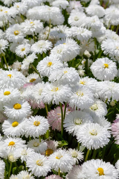 Background Image Created Daisies Spring Blossom — Stock Photo, Image